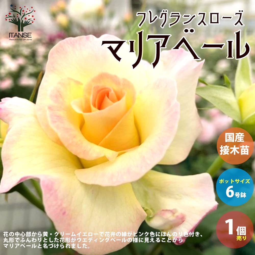 Amazon.co.jp: ITANSE 薔薇 フレグランスローズ マリアベール 6