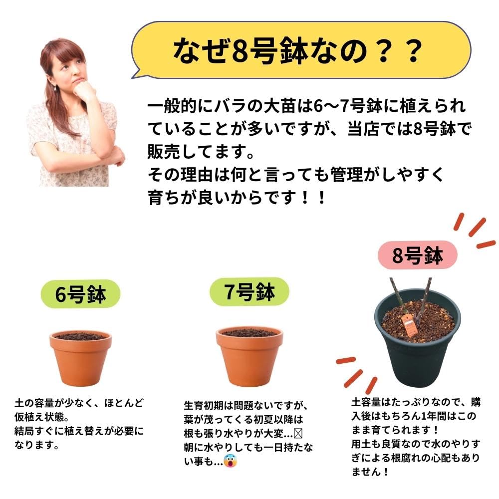 EP奇跡のバラ「エリー」「ピコ」の接木苗大株6号鉢2本セット EP1奇跡のバラ「エリー」「ピコ」の接木苗大株6号鉢2本