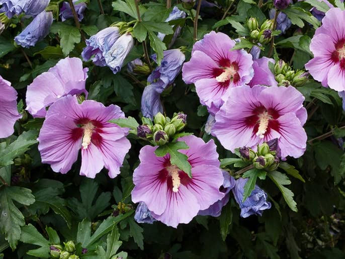 Generic Syriacus Hibiscus