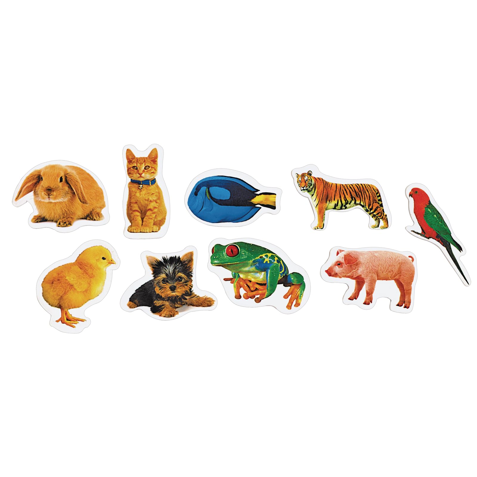 Colorations Lot de 250 autocollants en mousse avec photo d'animaux