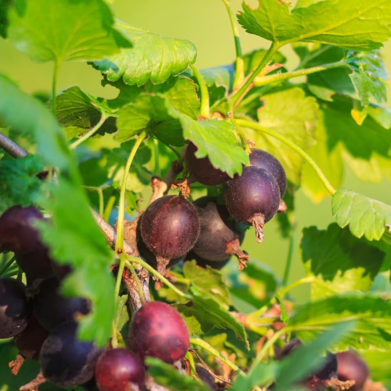 Gooseberry Tree Plant Live, Gooseberry Bush Live Plant, 5-9 Inch Tall, Gooseberry Plant Live for Planting Outdoors (Jeanne Gooseberry)