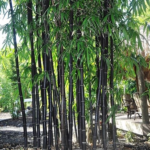 90pcs Black Phyllostachys Bamboo Tree Seeds