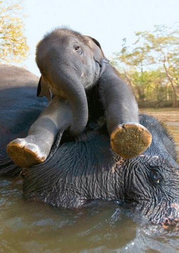 3D Motion Lenticular Postcard - Asian Elephant and Calf - Wild Animals - 4x6 Greeting Card