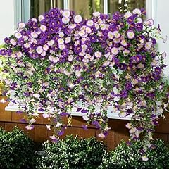 Purple & Purple White