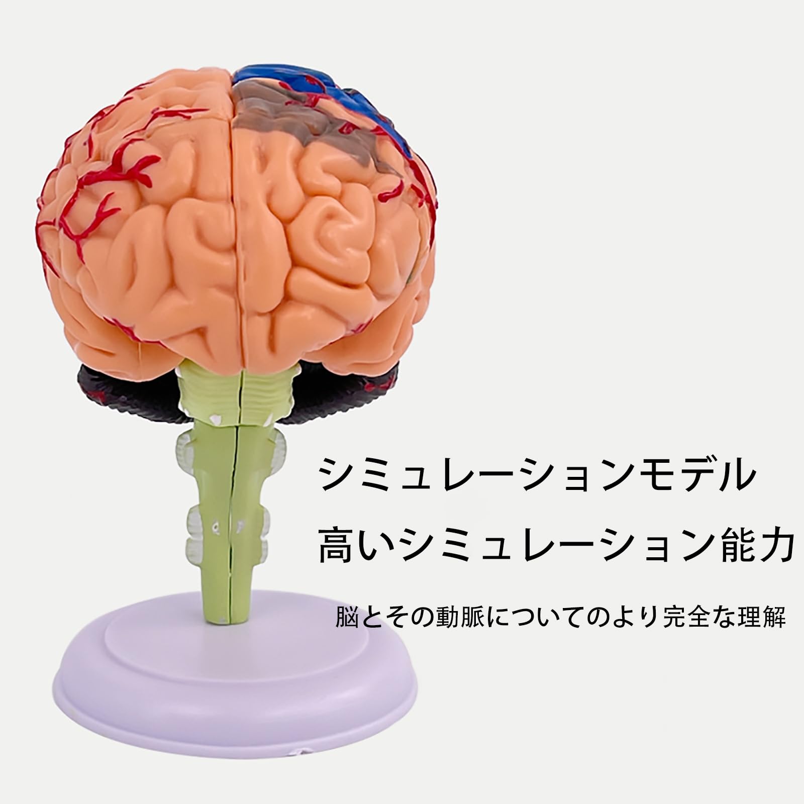 解剖学1・2・3 Amazon.co.jp: Ynaioang 脳モデル脳構造モデル 4D 組み立て済み