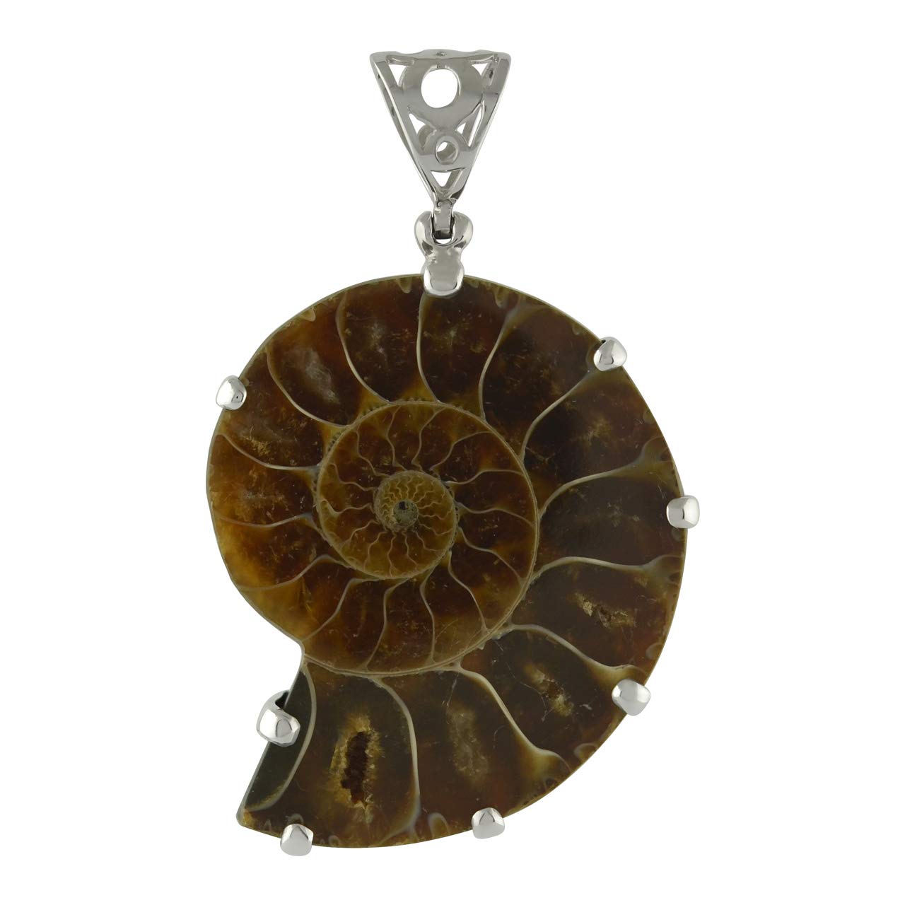 Starborn echter fossiler Saurier Zahn in 925 Sterling Silber