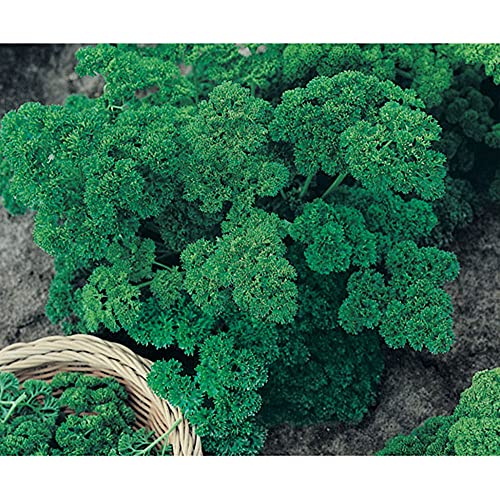 Sementes de Salsa Crespa Pcte C/ 100 Gramas