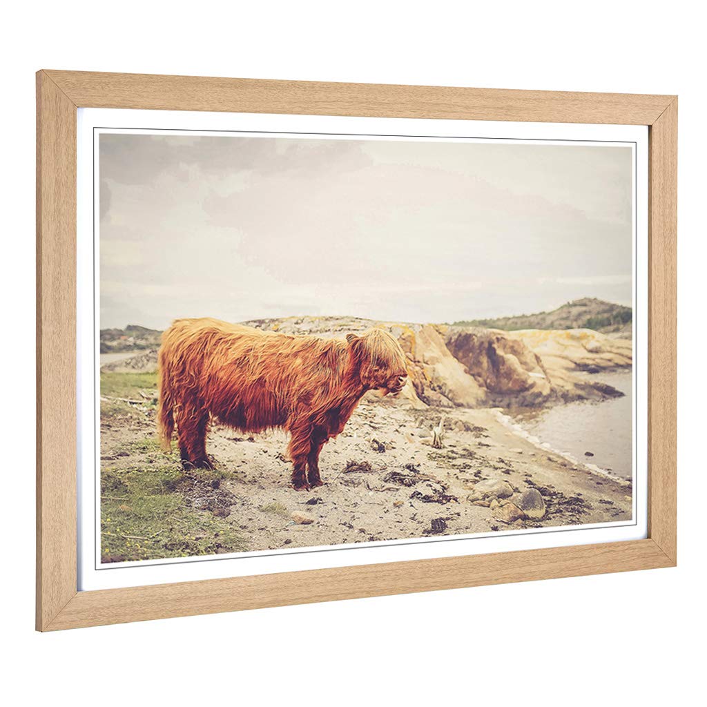 Big Box Art Framed Print of Highland Cow Landscape Design | Wall Art Picture | Home Decor for Kitchen, Living, Dining Room, Lounge, Bedroom, Hallway, Office, Oak, A2 / 24.5x18 Inch / 62x45cm