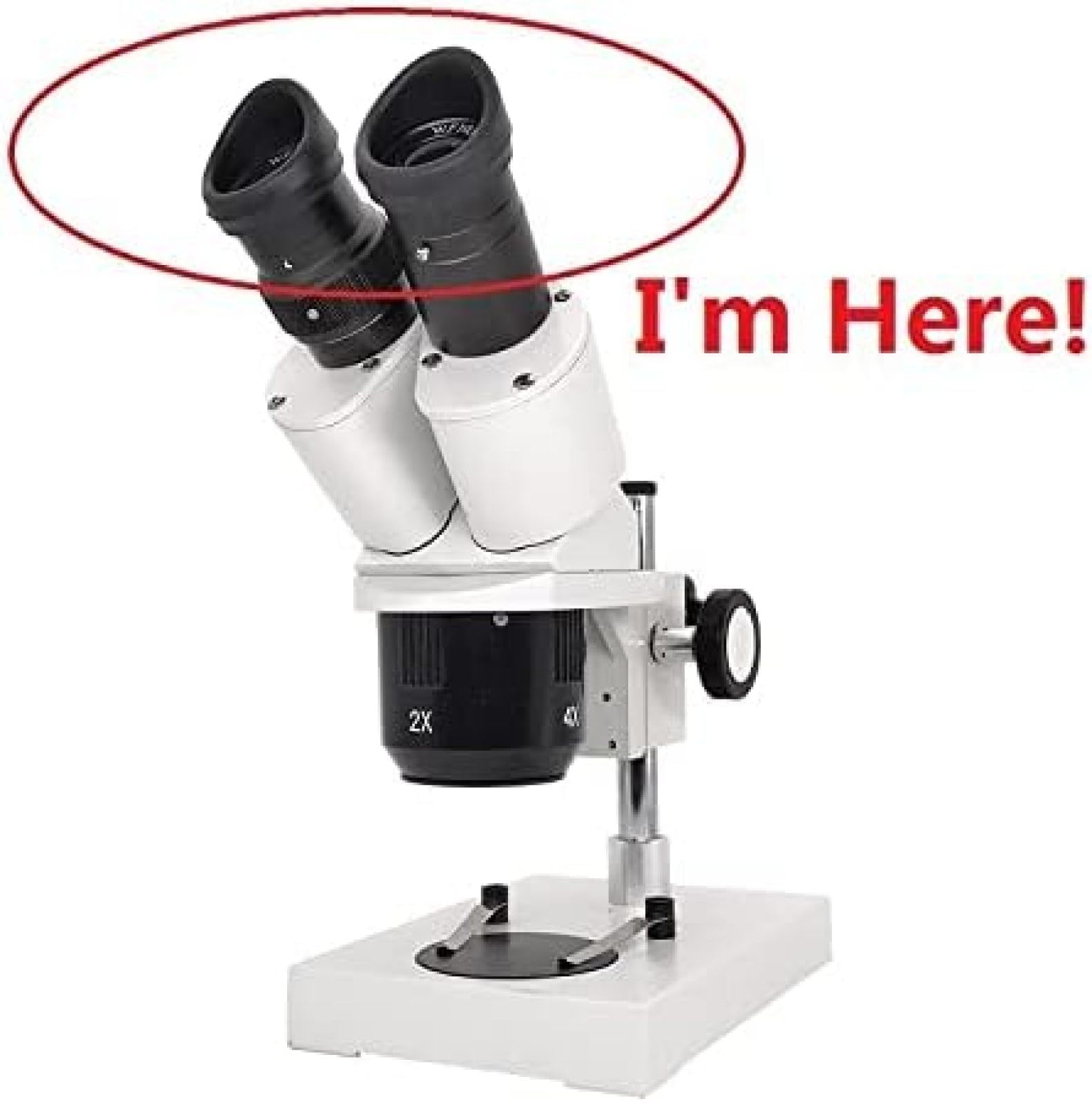 Kit d'accessoires pour Microscope, Paire de lentilles optiques d'oculaire à Champ Large, diamètre 30 mm ou 30,5 mm, œillets en Caoutchouc, Lames de Microscope, Wf5x-20-30.5mm