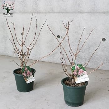 アテモヤ　シャカパイン　鉢植え　花芽あり 熱帯果樹 アテモヤ Annona Atemoya'シャカパイン' 1年生接ぎ木苗