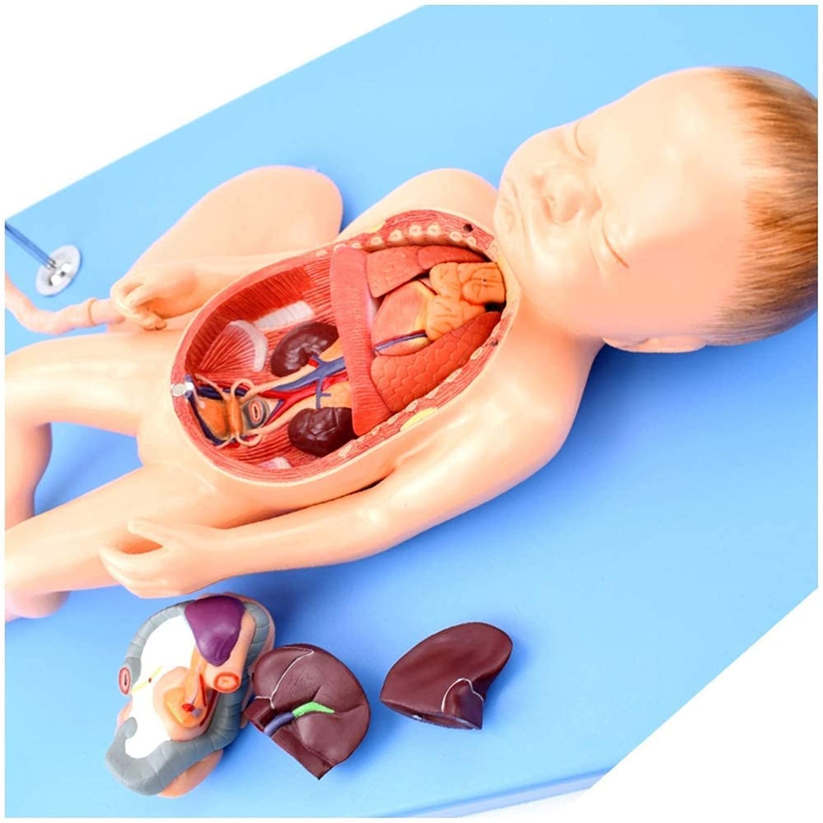 Modele Medyczne, Model Anatomiczny Narządów Noworodków, Model Anatomii Rdzenia Brzusznego I Łożyska Na Opiekę Płodu Dla Zajęć/studentów, Materiał Dydaktyczny