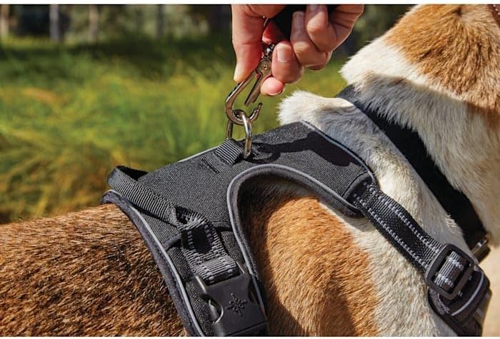 EveryYay by Petco Front Walking Reflective Dog Harness Black X-Large/XX-Large