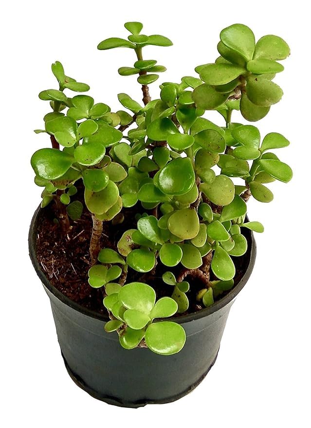 Live Jade Plant (Battan Bel) Plant - Indoor Succulent Pack of 1 with plastic Pot | Hardy Elegance for Your Living Space-image-14