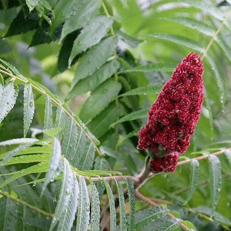 Buy Staghorn Sumac Tree (Rhus Typhina) (PYD) 40+Seed Online at desertcartINDIA