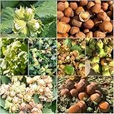 avellanas orgánicas - semillas semillas de avellanas interior jardín de exóticas balcón resistentes perennes resistentes 30pcs