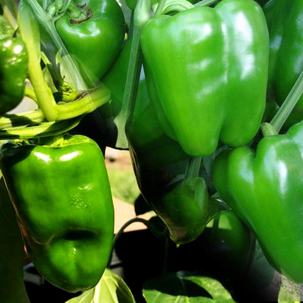 ピーマン様 小林種苗 ピーマン種子 王様ピーマン(グリーン500号)【2026年春種予約