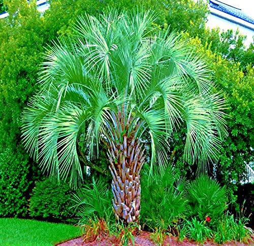 10 Jelly Pindo Palm Butia capitata Tropical Tree Seeds, Cold Hardy Edible Fruit