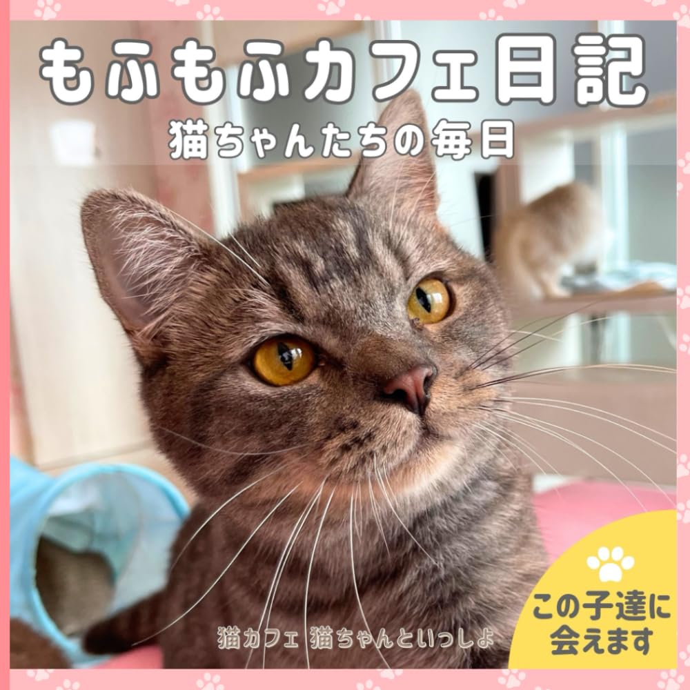 もふもふカフェ日記: 猫ちゃんたちの毎日