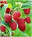 BALDUR Garten Himbeeren TwoTimer® Sugana®, 1 Pflanze Rubus idaeus Himbeerpflanze