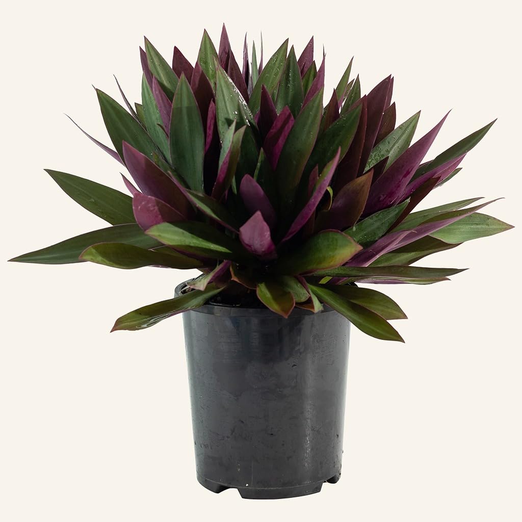 Rhoeo Spathacea Tricolor, Rhoeo Variegated - Home/Balcony/Garden/Office/Park - Healthy Live 1 Plant (B0CP9V429H) Amazon Price History, Amazon Price Tracker