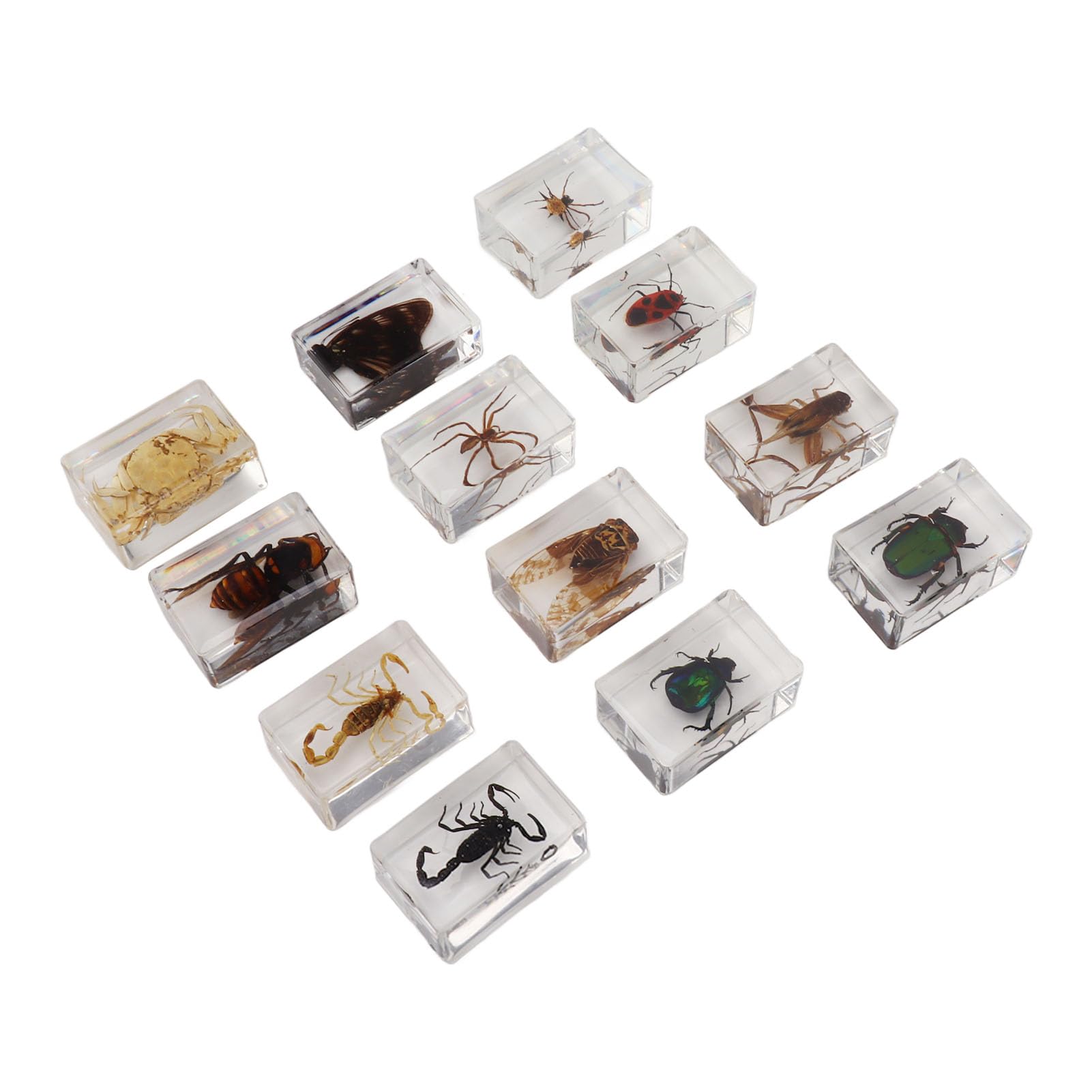 12 muestras de escarabajos reales de resina transparente para ciencia, educación, aula, muestras de escarabajos, decoración de mesa