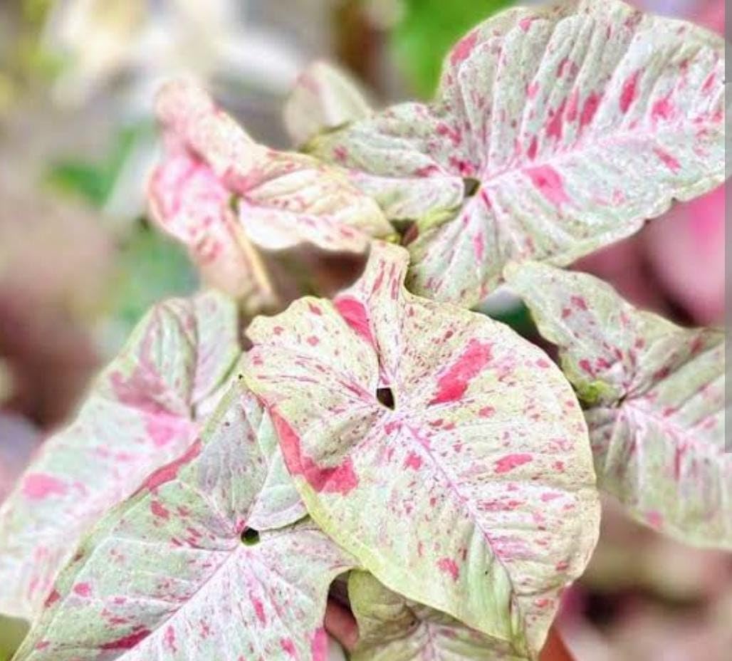 Syngonium confetti live plants rare and very attractive varieties-image-20