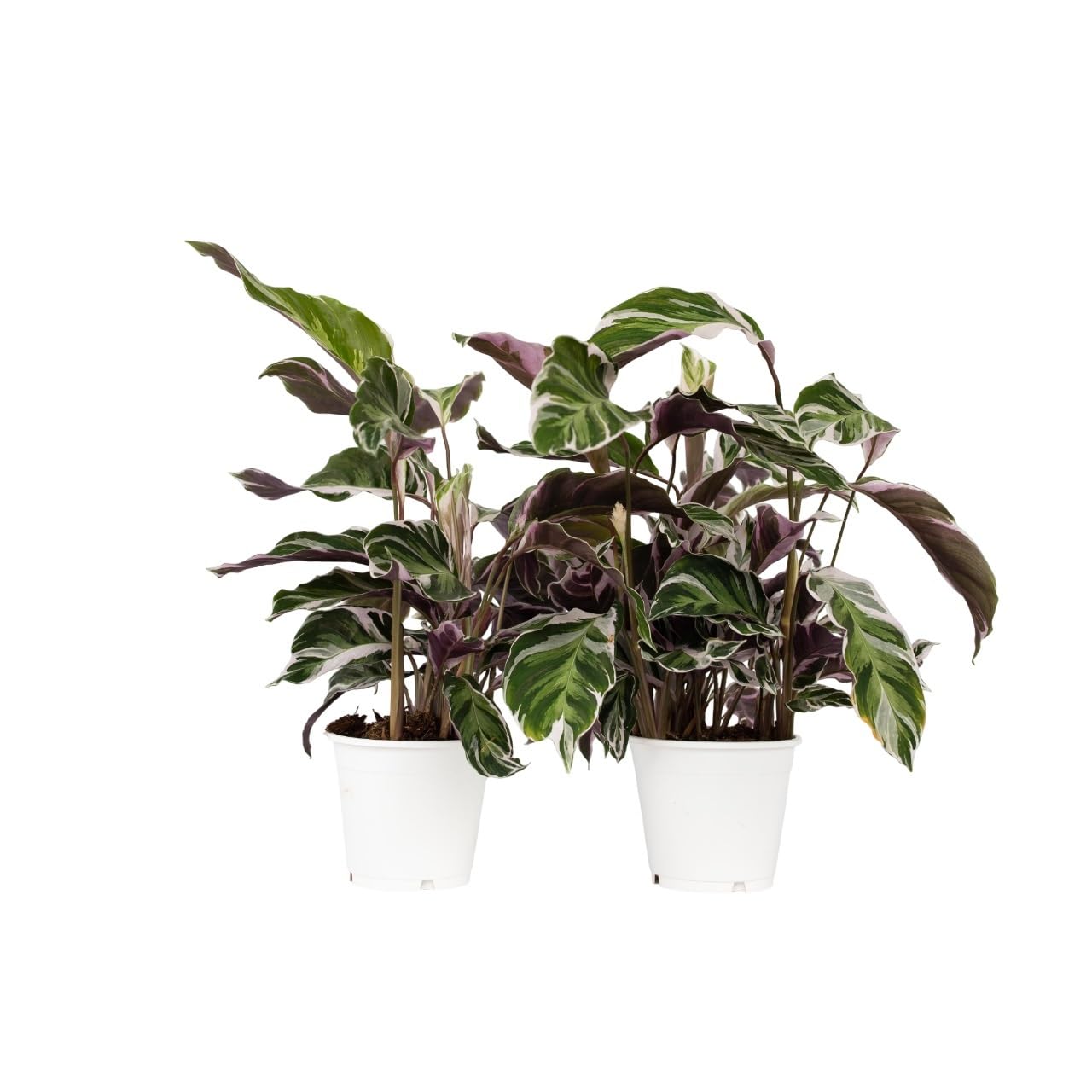 Plant in a Box - Calathea 'Fusion White' - Set de 2 - Maceta 14cm - Altura 30-40cm - Planta de interior purificadora del aire - hermosas hojas