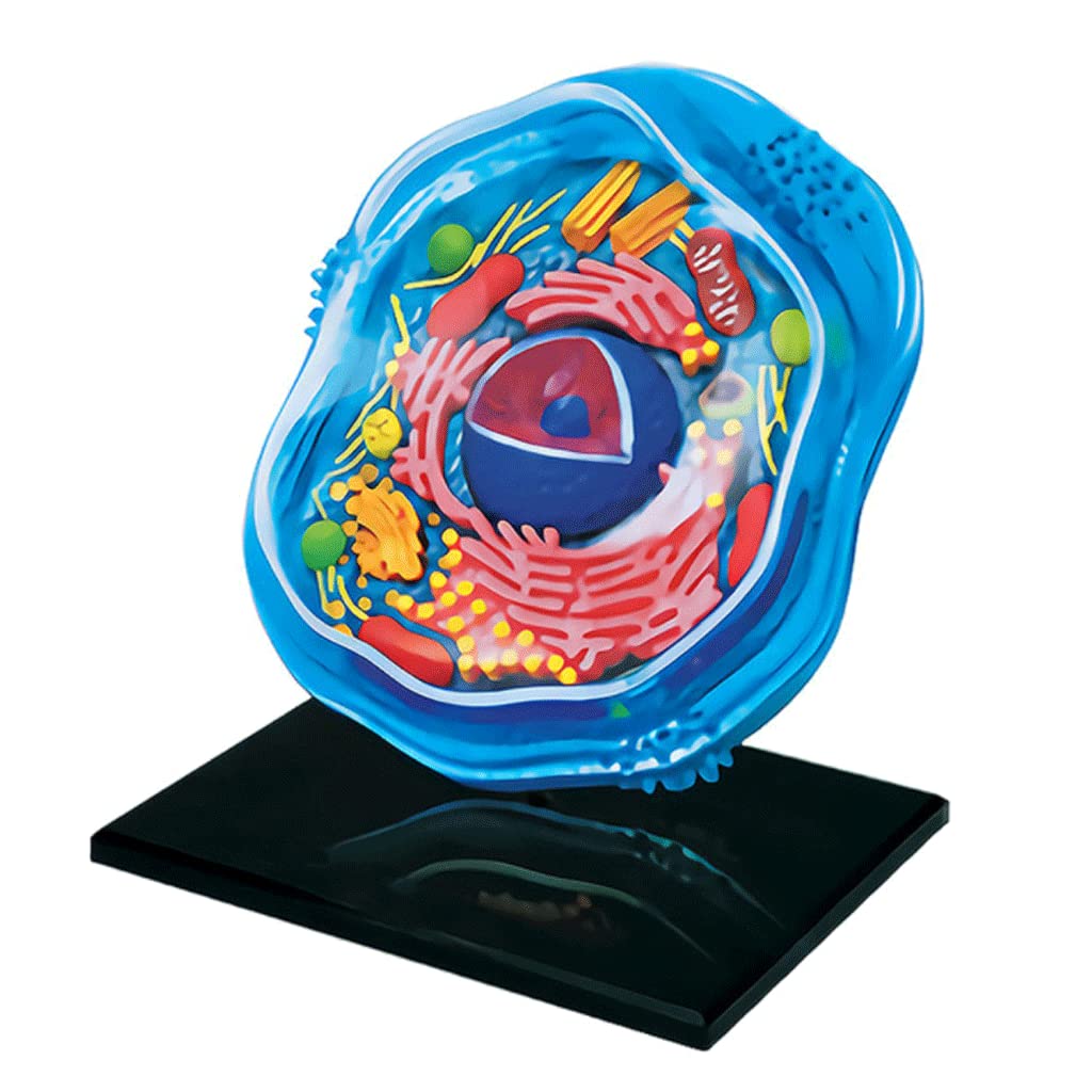 Amazon.com: BREEWO Teaching Model Detachable 4D Animal Cell Model