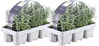 Plants by Frank | 12 Plantes de lavande vraie | Lavandula angustifolia | Ø 7 cm, 15 cm | Plantes vivaces | Idéales en bordure, en massifs et en pots | Plantes d’extérieur | Jardin