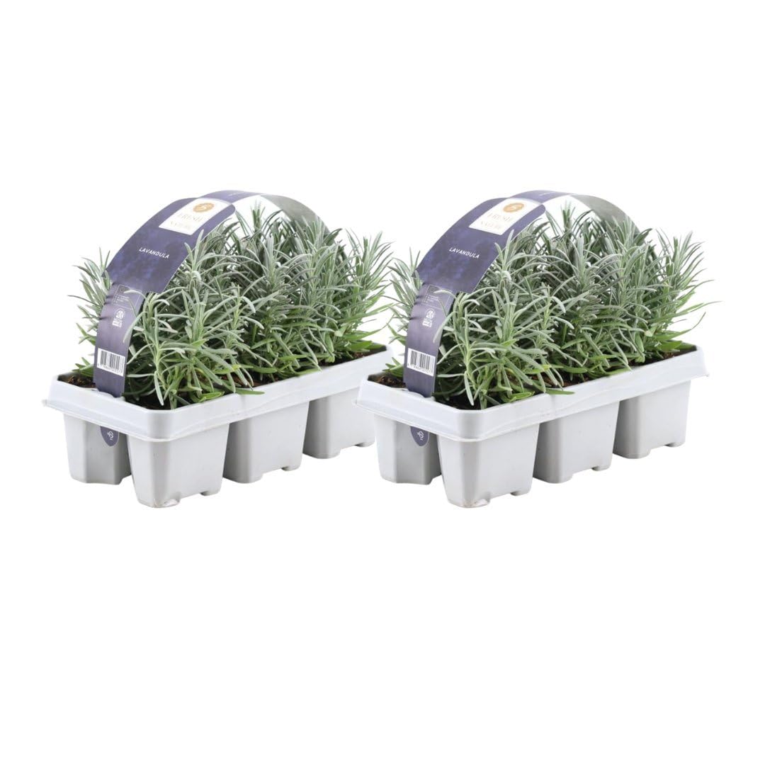 Plants by Frank | 12 Blauer Duft-Lavendel Pflanzen | Lavendel angustifolia | Echter Lavendel Pflanze Winterhart Mehrjährig | Lavendelstrauch | Gartenpflanzen | 12 x Ø7 cm - 15 cm
