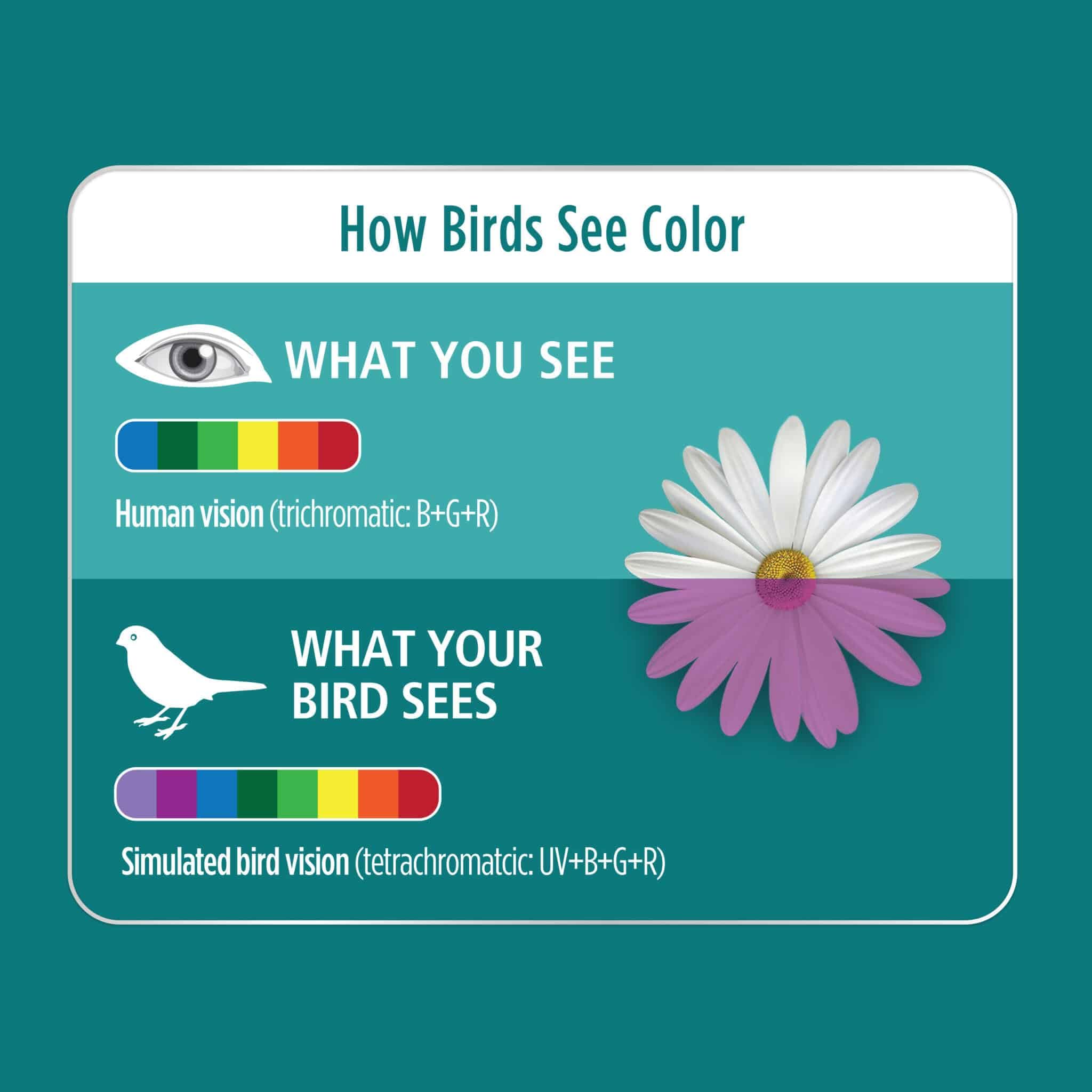 Lampade compatte Fluorescente per uccelli UVA/UVB Mini Hari Vision, 9 W