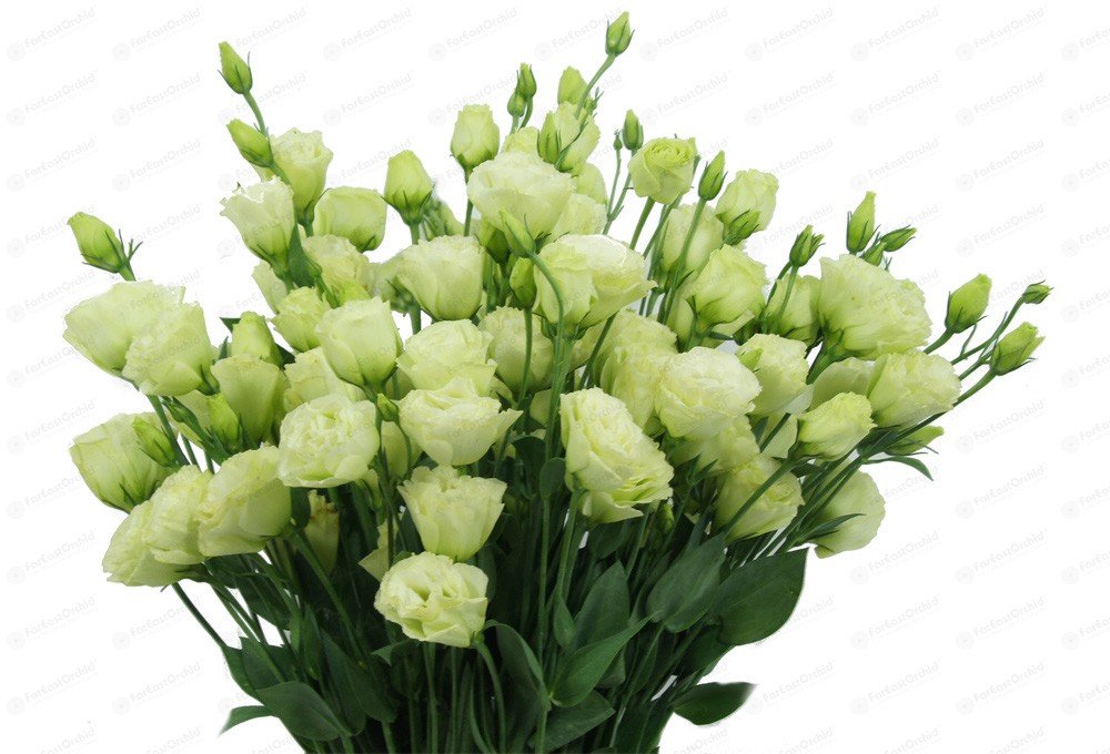 Buy 20 eustoma Seeds Lisa White lisianthus Seeds, LongestLasting Cut