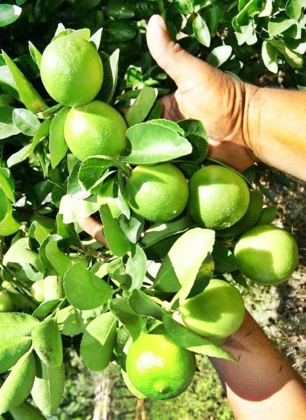 Image of GreenWorld Special All Time Big Size Desi Kolkata Pati Lemon /Nimboo (Pack Of 2 / Guti Kolom) Live Plant,Healthy & Air Layered Plant,''Fruit After 3 to 6 Month''