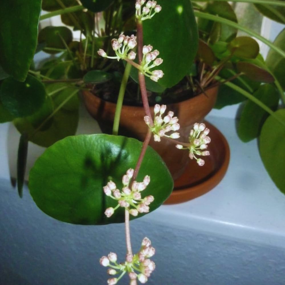 bella zz plant 6-8 FT ZZ Plant