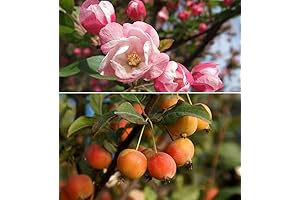 20+ Organic Wild Crabapple Malus Sylvestris Apple Tree Bonsai Seeds