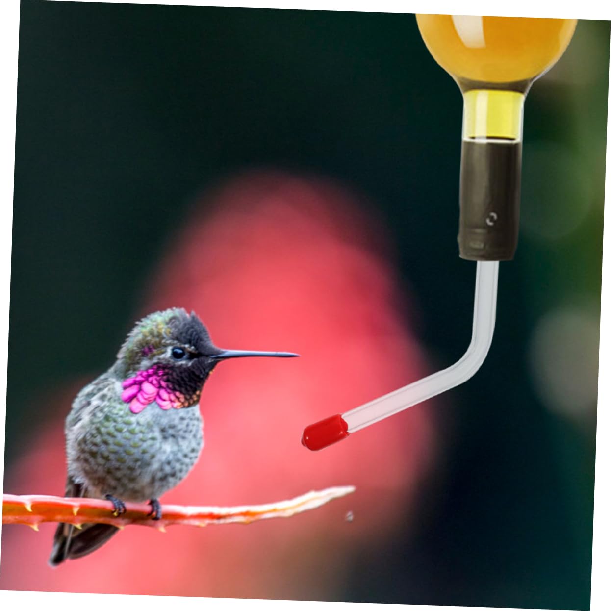 UPKOCH 5 Ensembles Mangeoire À Colibris D'Extérieur pour Oiseaux Tube d'alimentation pour Colibris Mangeoire À Eau pour s À Tube pour s 3 pièces * 5