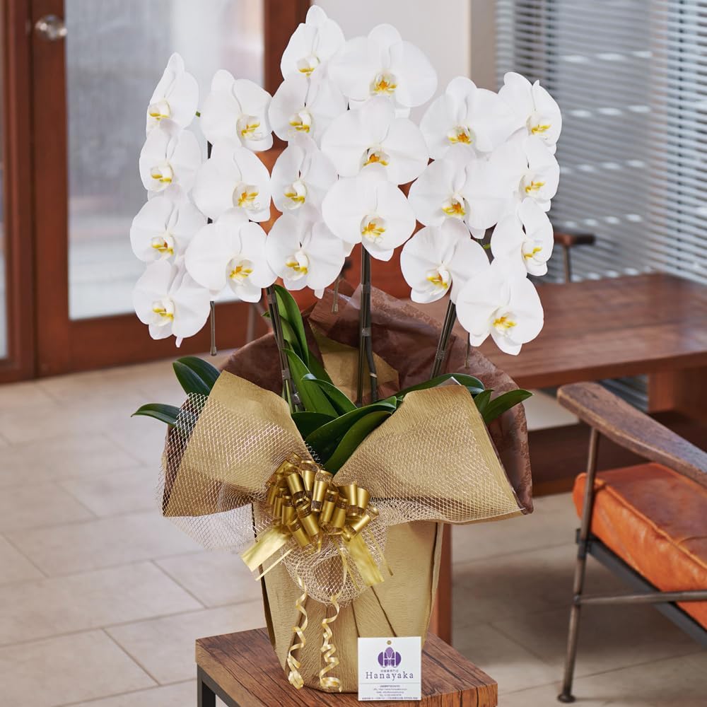 ラズベリー苗 Tulameen（トゥラミーン）新苗 花 鉢植え