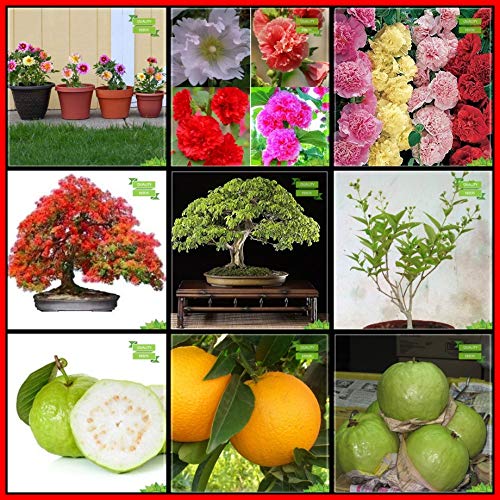 Creative Farmer Combo Plant Seeds Amazon.in Garden & Outdoors