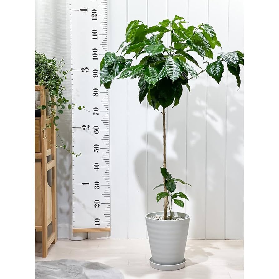 TK様！現品、コーヒーの木※アラビカ　2本入り　今年も花が咲きました！ Amazon｜PLANCHU 観葉植物 コーヒーノキ アラビカ 7号鉢 受け皿