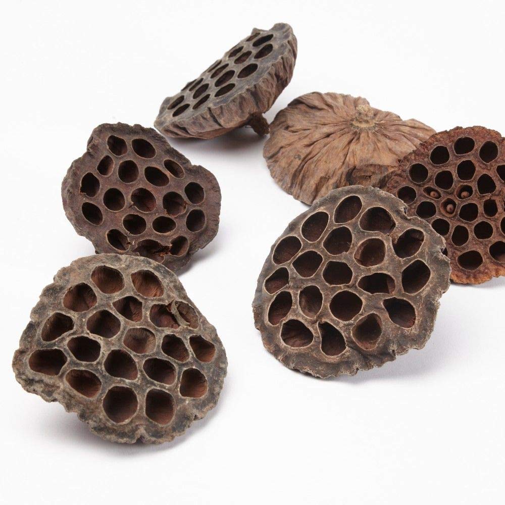 FloristryWarehouse Lotus Heads Dried Large 8-10cm. Pack of 20