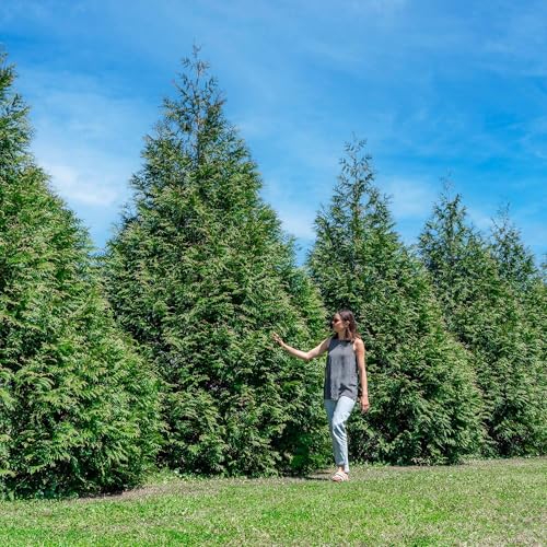 Perfect Plants Thuja Green Giant Plant 18-Pack | Large Evergreen Arborvitae Liner | Privacy Landscaping Kit in a Box