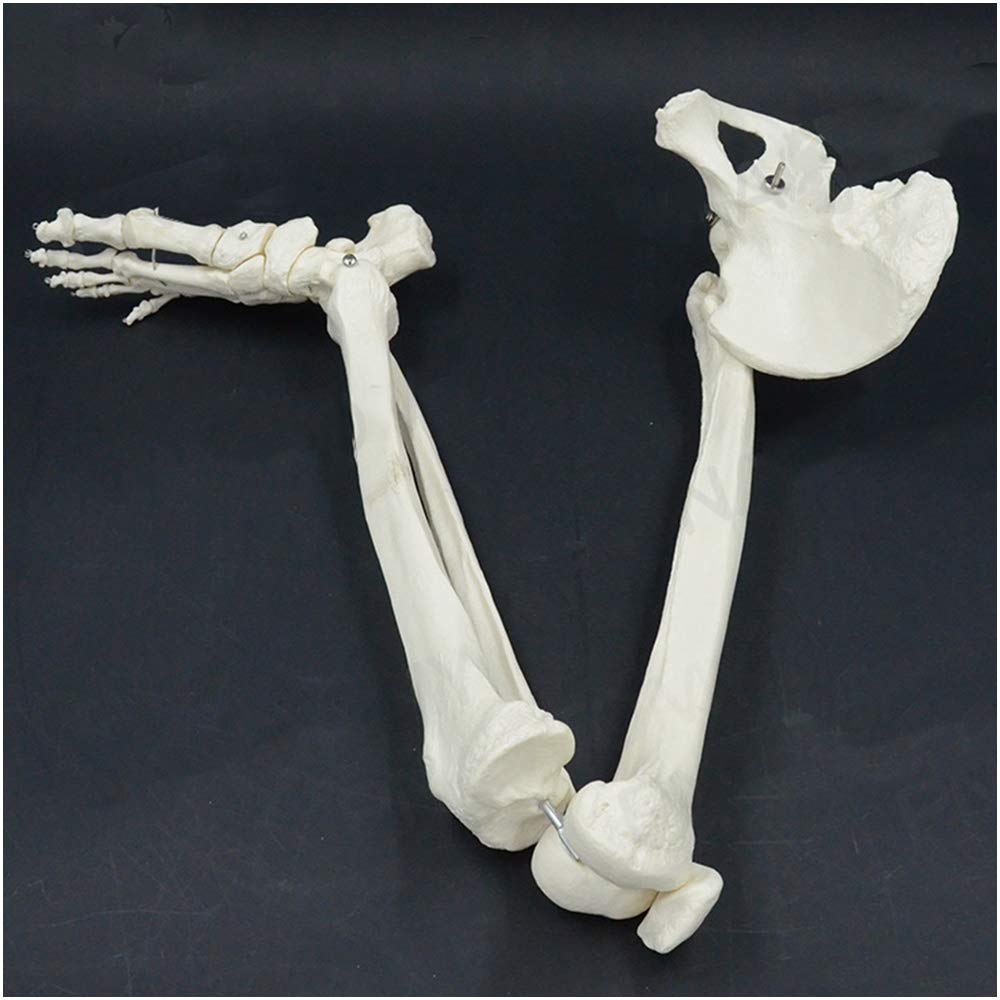 Buy Human Lower Limb s Model - Human Leg Skeleton Hip And Foot Joint ...