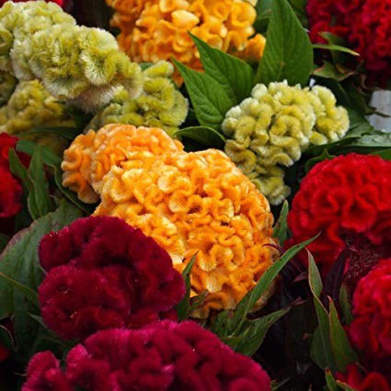 Cockscomb (Double Mix)-Celosia Cristata Imported Flower-Pack of 30 Seeds (B0BGC8WW5C) Amazon Price History, Amazon Price Tracker