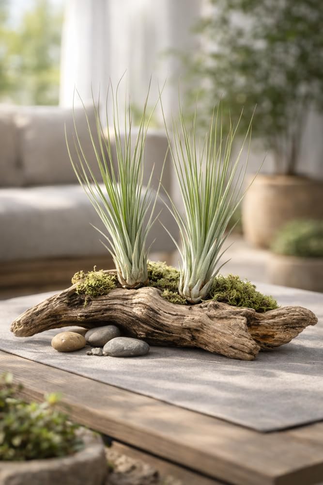 Tillandsia juncea 16 cm Plante d'intérieur
