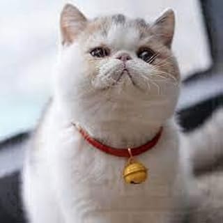 طوق للقطة باللون الأحمر مزود بدلاية بتصميم جرس