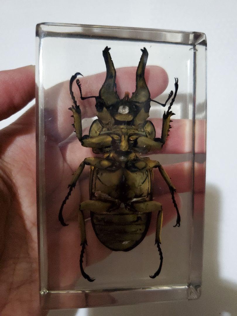Amazon.co.jp: オウゴンオニクワガタ樹脂標本 : 文房具・オフィス用品