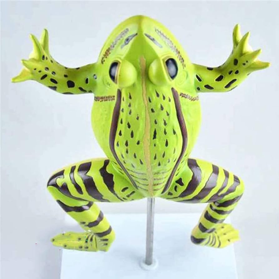 Amazon.co.jp: 拡大されたカエルの解剖学的モデル、デジタル