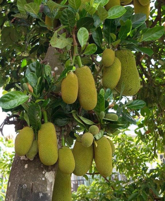 See full amazon price history chart for Balbasaur Live Jackfruit Hybrid Plant (kathal Tree Fruits Comes Under 18 to 24 Months Under) Balbasaur Live Jackfruit Hybrid Plant (kathal Tree Fruits Comes Under 18 to 24 Months Under) (B0B9T7SSQP) Amazon Price History, Amazon Price Tracker