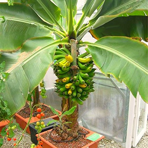 Raise Me Up: Seeds Ornamental Banana Tree Perennial Flowers Plant #TOP5