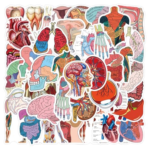 Anatomy Stickers 50Pcs Human Body Organ Waterproof Vinyl Decals for Water Bottles Bicycle Laptop Refrigerator Luggage Computer Mobile Phone Skateboard